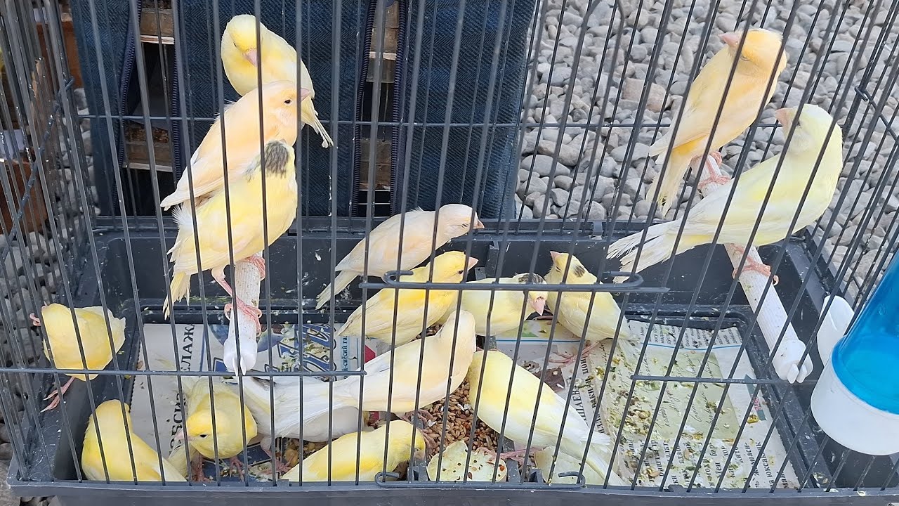 Namangan RMK qush bozori kanareyka bozori 