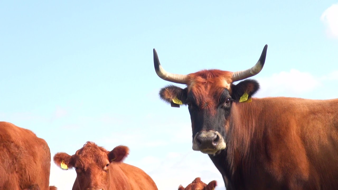 Red angus goveda Ivana Enjingija- Zlatno klasje #235