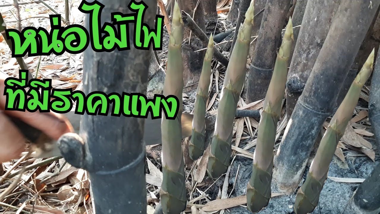 กอเดียวพอ ไม่อยากเชื่อหน่อไม้จะเกิดเยอะขนาดนี้ ยิ่งหายากยิ่งมีราคาแพง(หน่อไม้ไฟไหม้) EP919