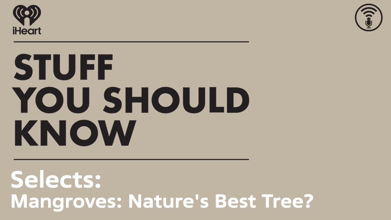 Selects: Mangroves: Nature's Best Tree? | STUFF YOU SHOULD KNOW