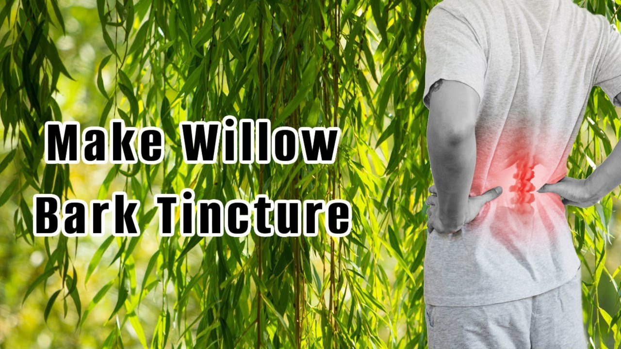 Benefits of Willow Bark Tincture. How to make willow bark tincture correctly. Make Tincture Quickly.