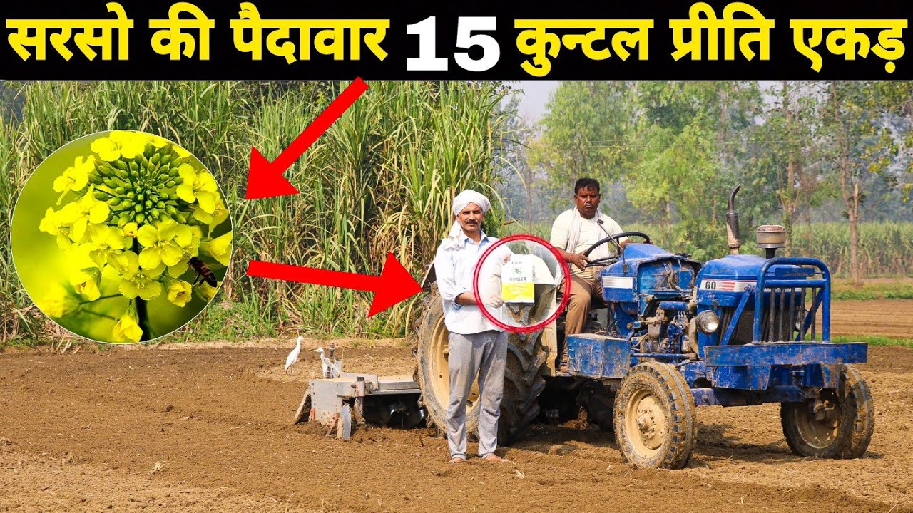 सरसों की हाइब्रिड वैरायटी पायोनियर 45S46 | mustard seed Pioneer 45S46 | पैदावार अधिकतम | Infomation