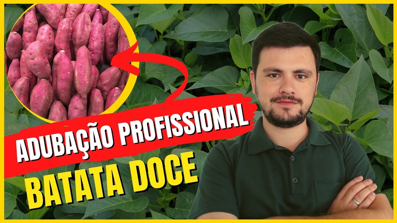 Adubação Profissional de Batata Doce (Economize Adubos)