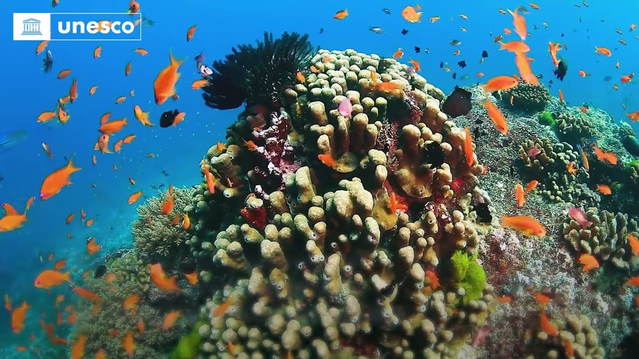 Marine World Heritage: Building resilience to climate ocean change