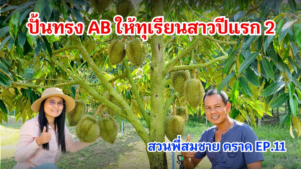 #กวินบินได้ EP.575 ปั้นทรง AB ให้ทุเรียนสาวปีแรก 2 #สวนพี่สมชาย EP.11