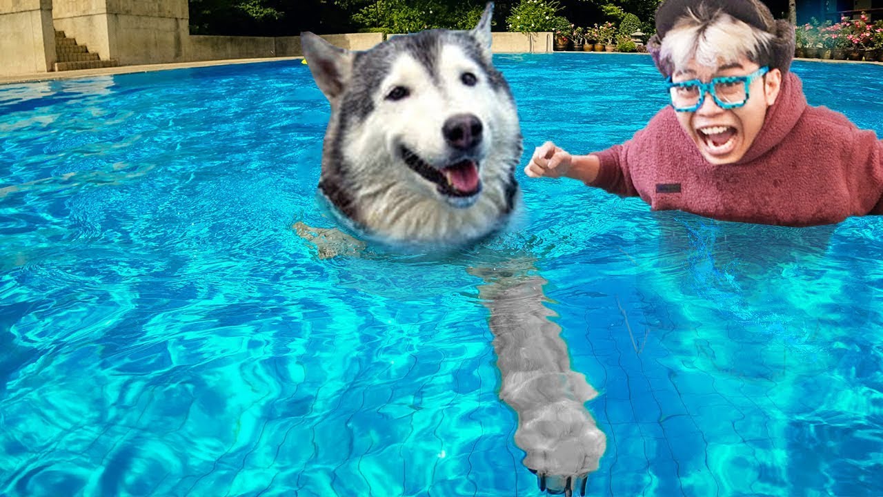 DIKIRA MAIN AIR!!! ANJING TENGGELAM DI KOLAM 3 METER!!! SUSAH NAFAS, NANGIS LIATNYA!!!
