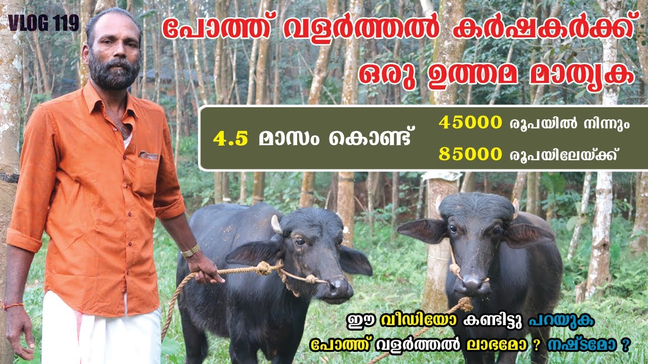 4.5 മാസം കൊണ്ട് 45000 നിന്നും 85000 ലേയ്ക്ക് | പോത്ത് കർഷകർക്ക് മാതൃക | Biobloom Effect