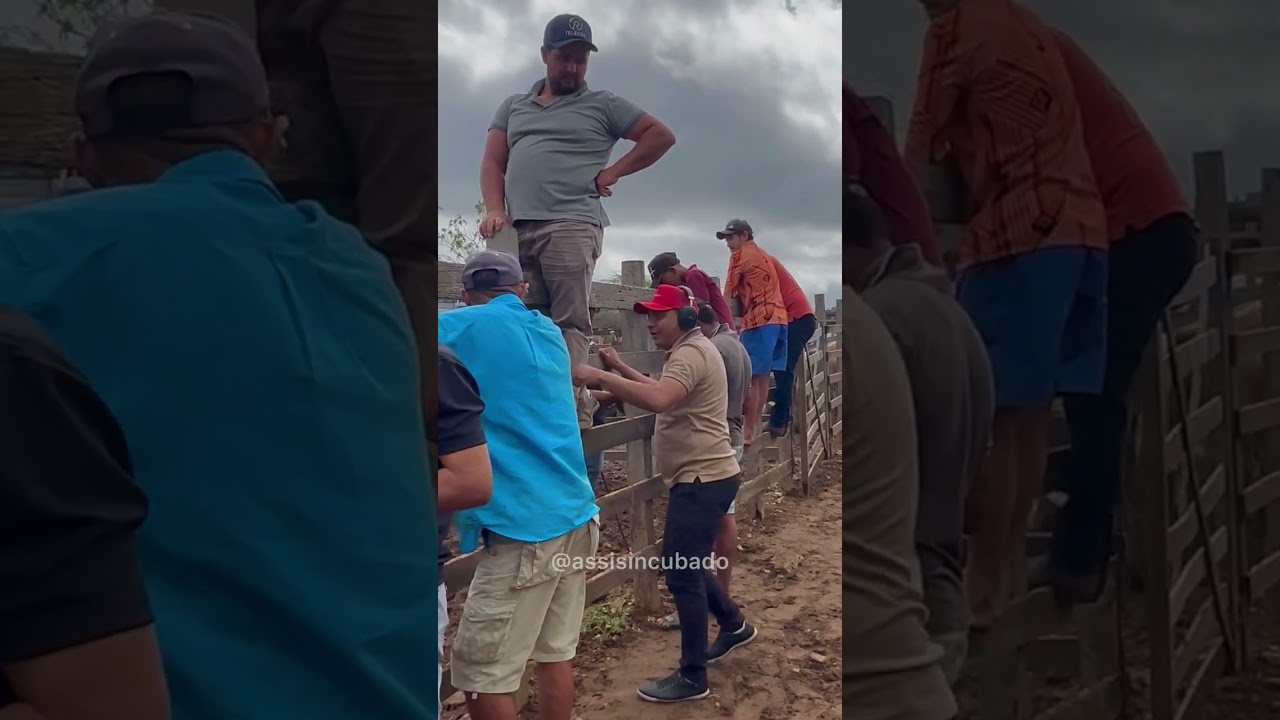 ASSIS INCUBADO NA PEGA DE BOI 😂