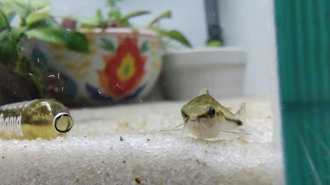 Cómo armar un acuario para reproducir corydoras pigmeas (corydoras pygmaeus)