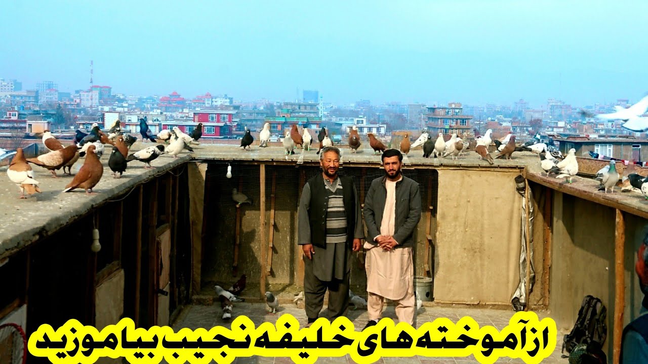 از آموخته های خلیفه نجیب بیاموزید/ چهارقلعه چهاردی |  pigeon collection Kabul 01 Jan 2022
