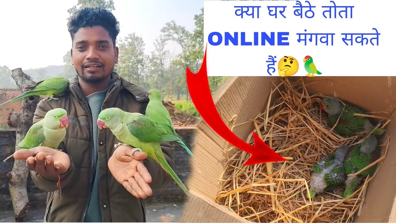 Online parrot market 😱🦜.