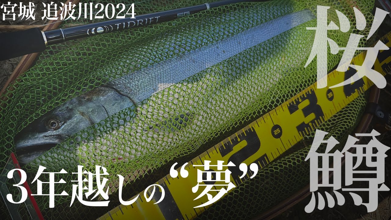 【サクラマス】宮城追波川で感動の1本達成！なんとサイズは…【釣り 東北   2024】