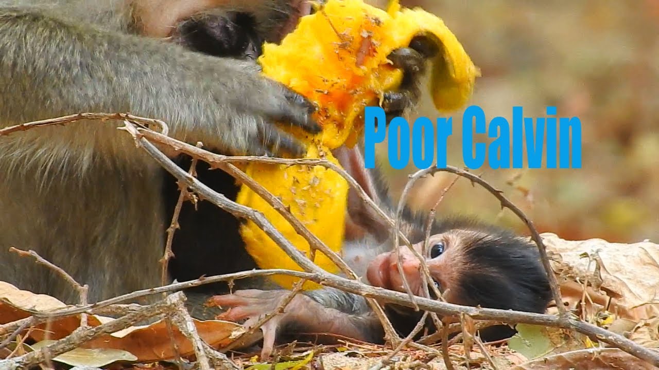 1000000Pitiful!Calvin Want Casi Lovely Him Like Celin Too,He Cry Scream On The Ground Need Mom