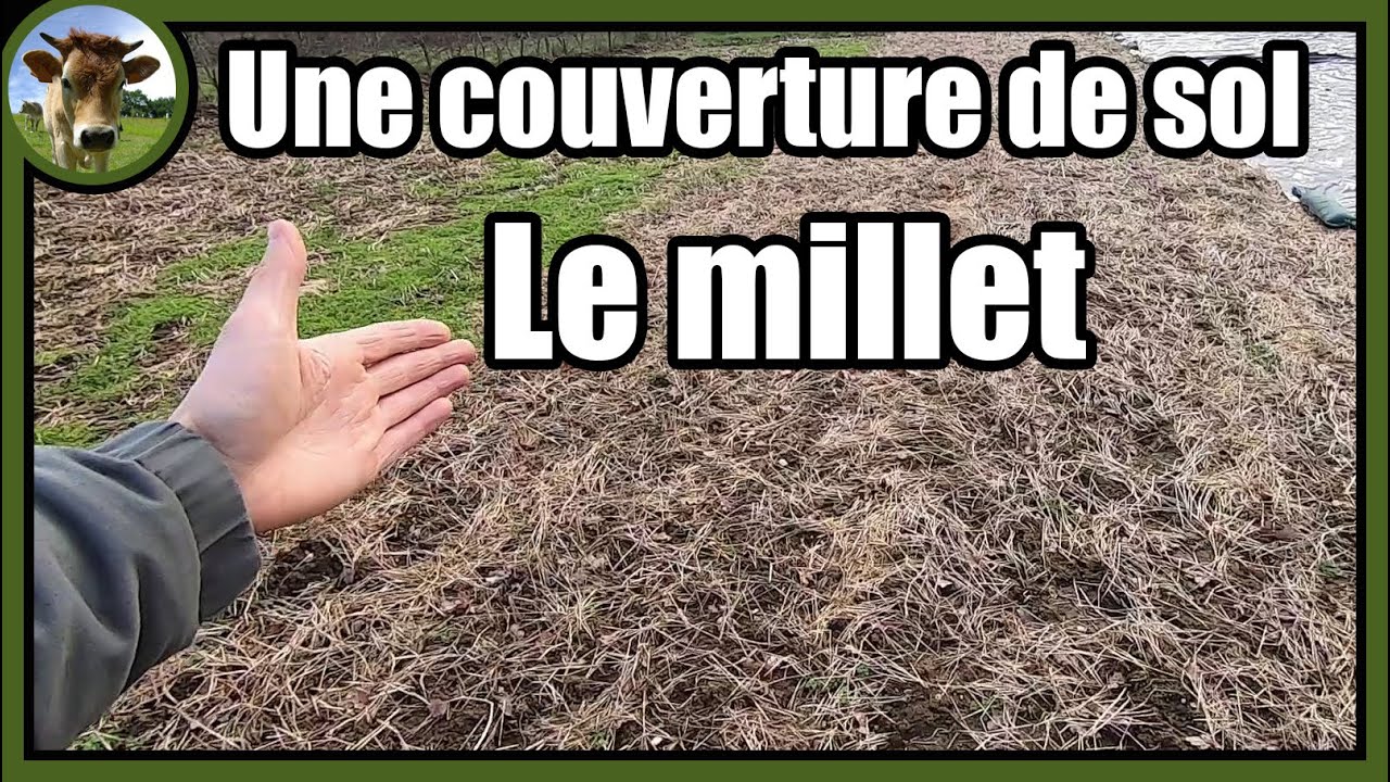 Le MILLET 🌾 comme INTERCULTURE ou ENGRAIS VERT d'automne. Retour de terrain au potager vivrier.