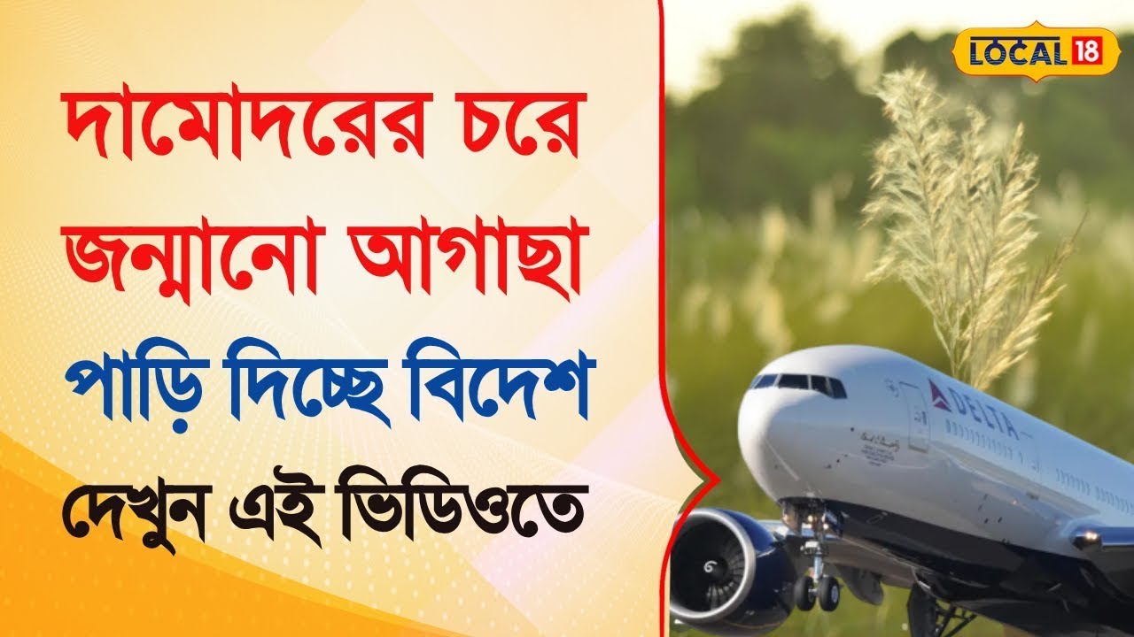 Bangla News | দামোদরের চরে জন্মানো আগাছা দিচ্ছে বিদেশ পাড়ি  |  Export To America |   