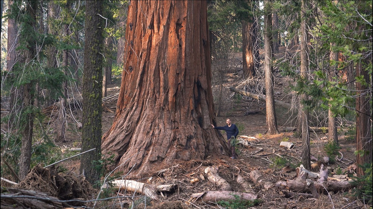Californiuh 2026 - Tahoe, Sac, Yosemite, Kings Canyon, Spacex, LA