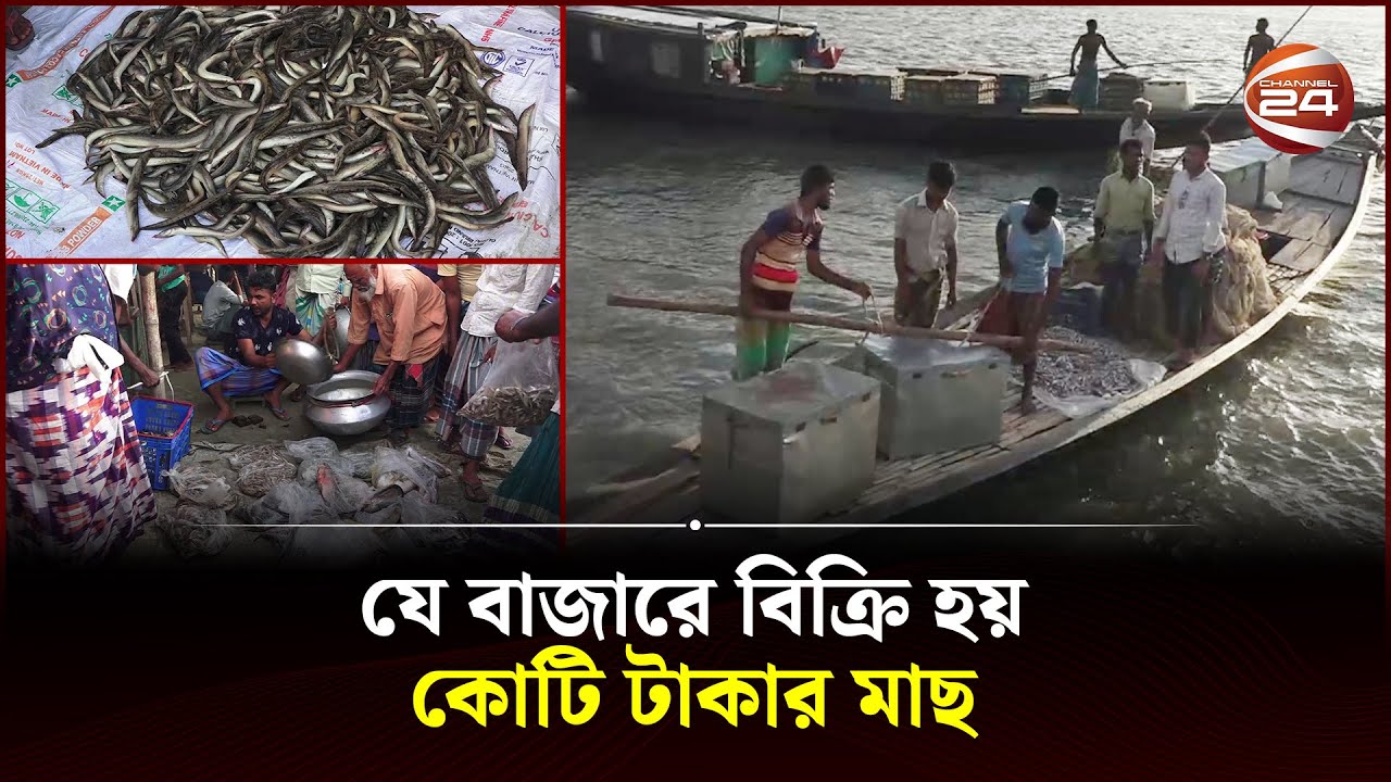 প্রতিদিন কোটি টাকার মাছ বিক্রি হয় যে বাজারে | Kishoreganj Fish Market | Channel 24