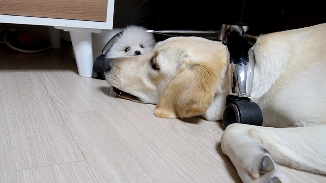 Pretty little dog teases a great big dog ♬