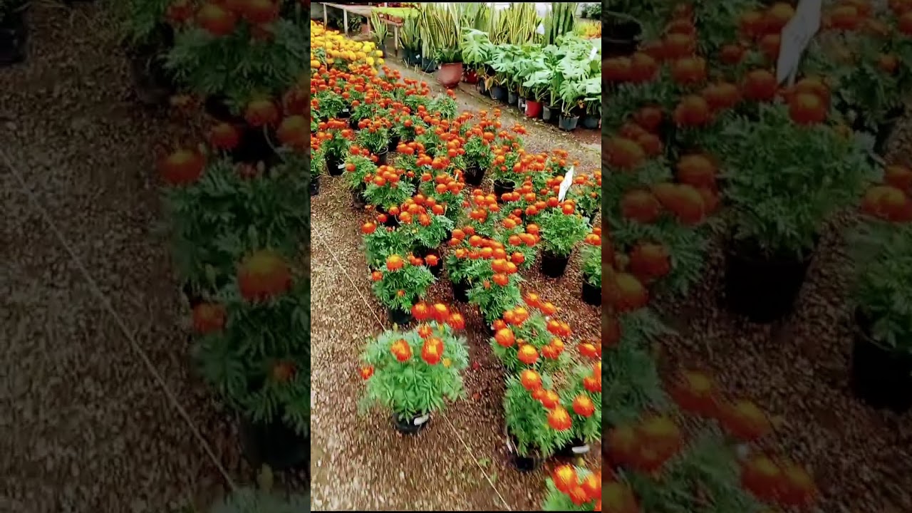 VIVERO #vivero #plantas #family #orquideas #cempasuchil #traditional