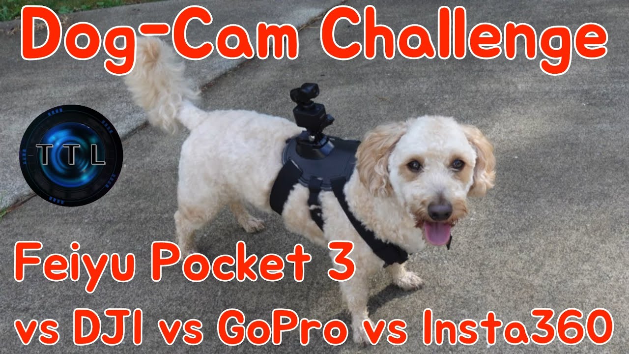 Dog-Cam Challenge - Feiyutech Pocket 3 vs DJI vs GoPro vs Insta360 - Video Comparison Test