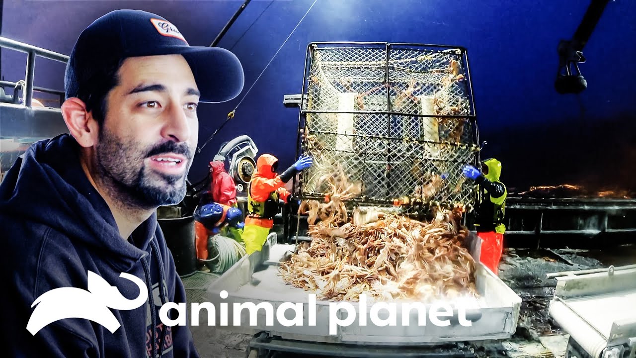 Cornelia Marie sofre acidentes e enfrenta ondas enormes | Pesca Mortal | Animal Planet Brasil