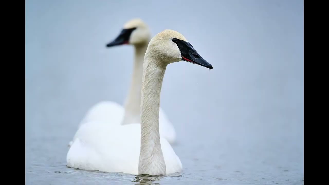 Wildlife Montage Andrew Eicher Photography