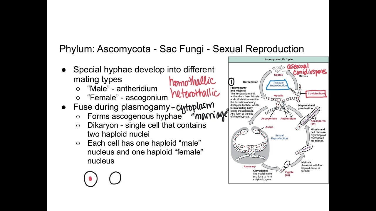 Fungi - Ascomycota