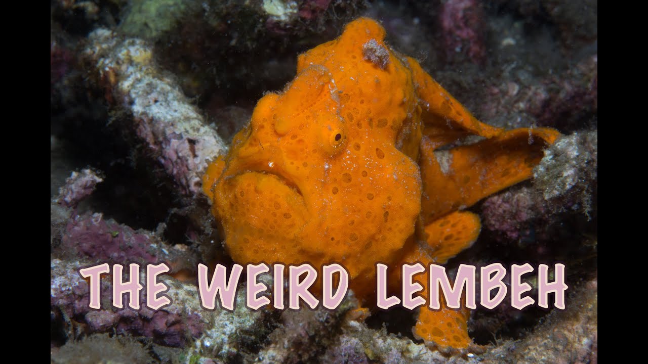 Lembeh, the weird and wonderful