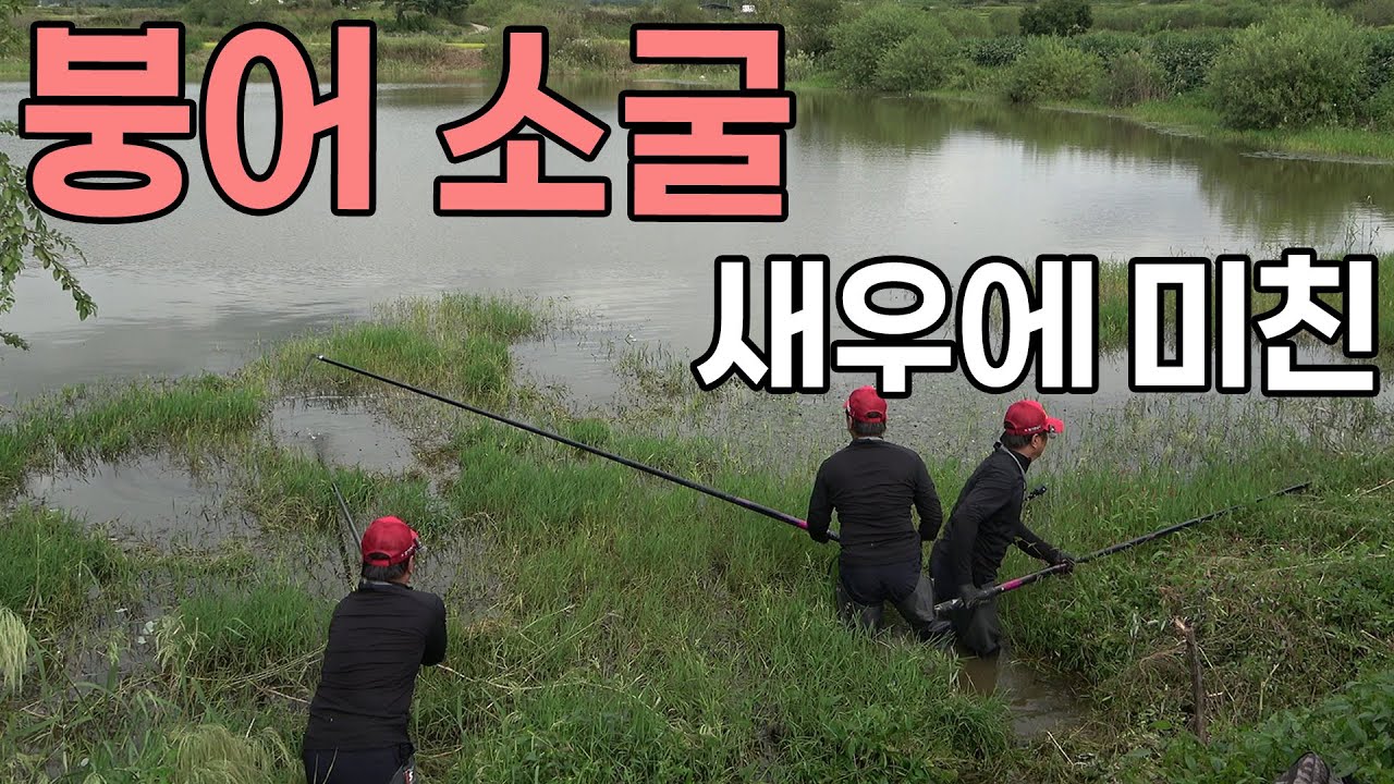새우에 미친 붕어소굴 붕어낚시