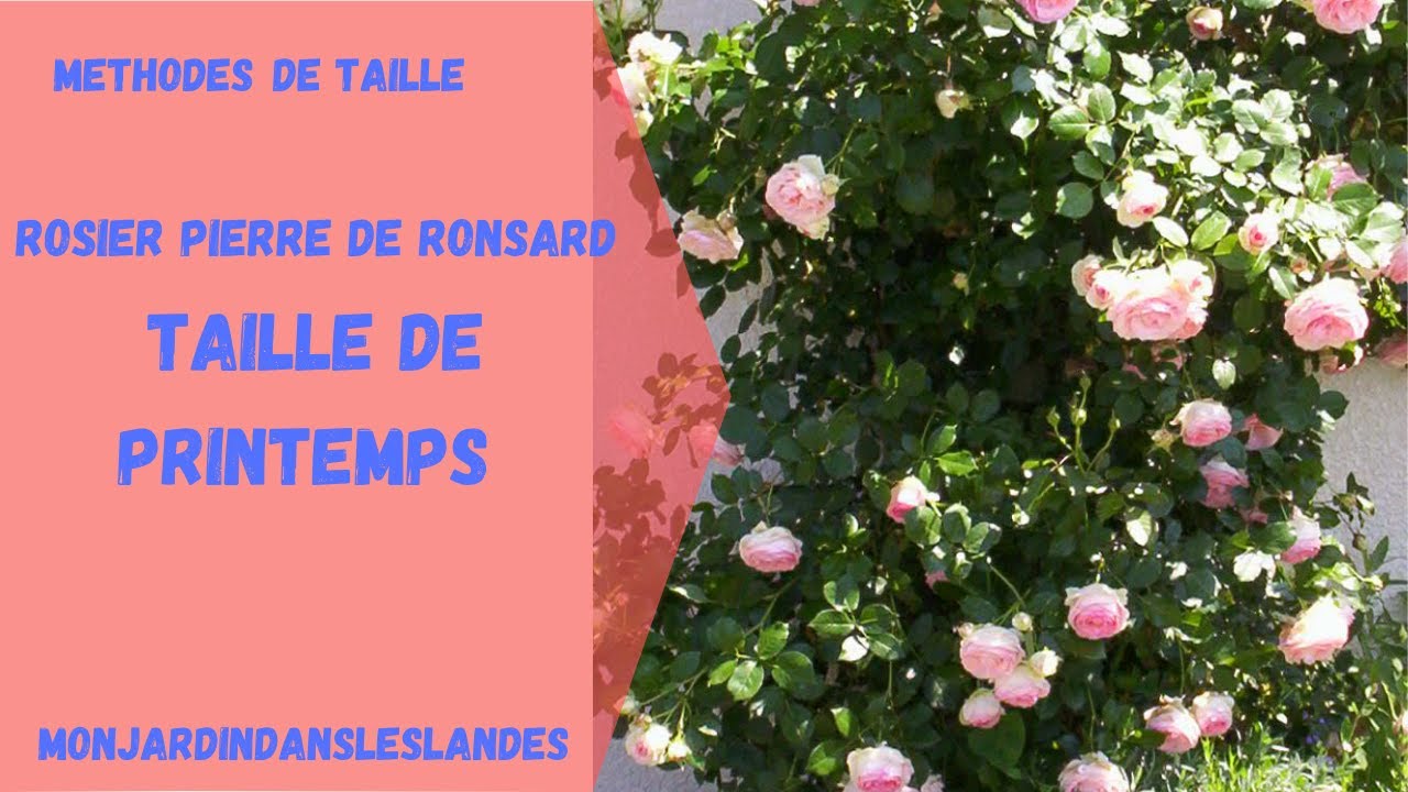 Rosier 'Pierre de Ronsard', taille de printemps - Monjardindansleslandes