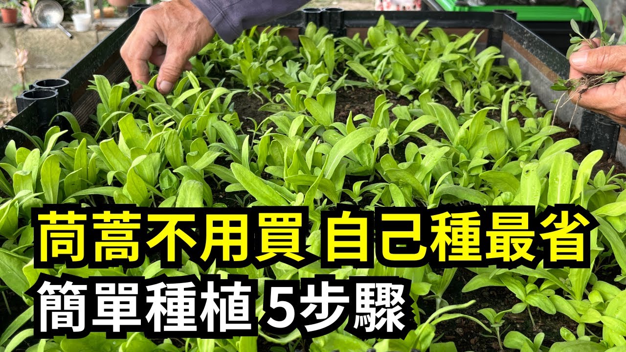 種茼蒿省菜錢的種植方法，簡單五步驟，可以吃上整個冬天 | 阿星種植