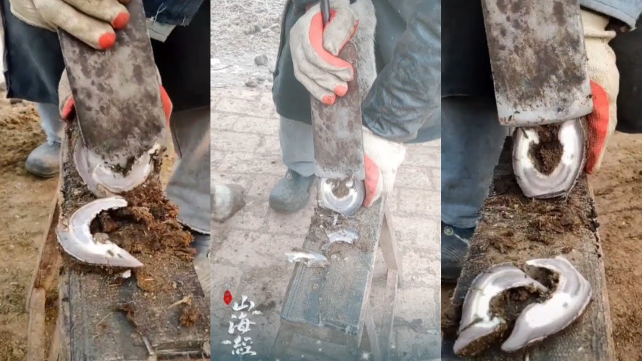 BULL'S FOOT BURSTS OPEN