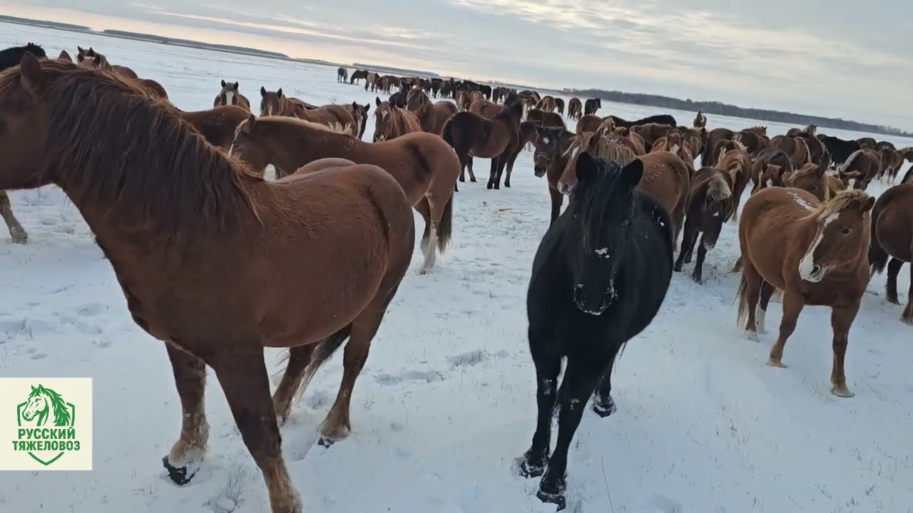 РОМАШКА ЖИВАЯ ! БРАЗИЛИЮ НЕ НАШЁЛ!