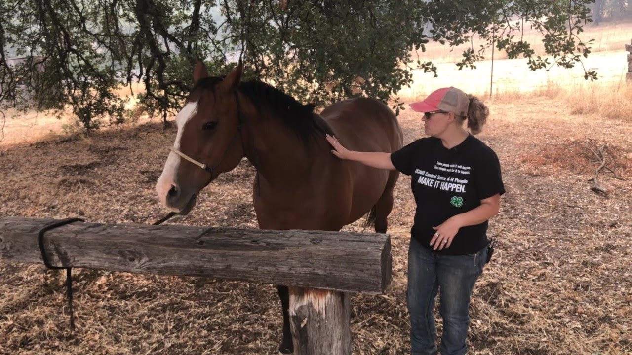 Horse safety - Learning how to approach a horse and how to safely move around horses.