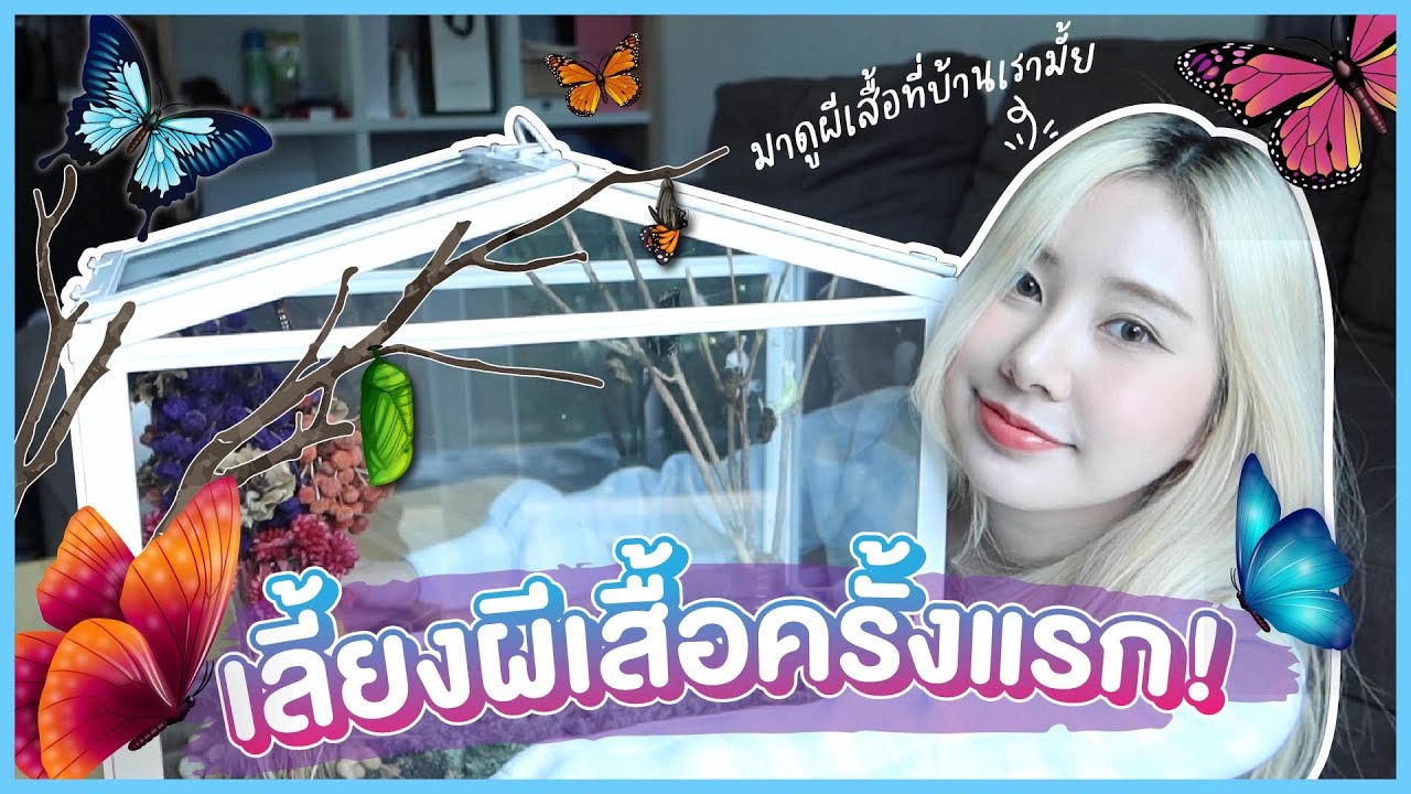 มาดูผีเสื้อที่บ้านเรามั้ย[EP.1] เลี้ยงผีเสื้อครั้งแรกจะรอดมั้ย !?(ทำบ้านให้ผีเสื้อ) | Bebell