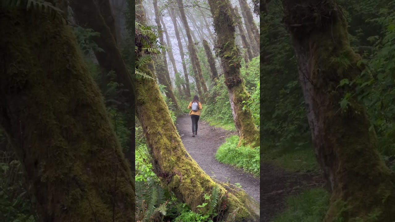 ⬇️ Have you heard of this hike before? Fern Canyon in Northern California is a must-see for nature