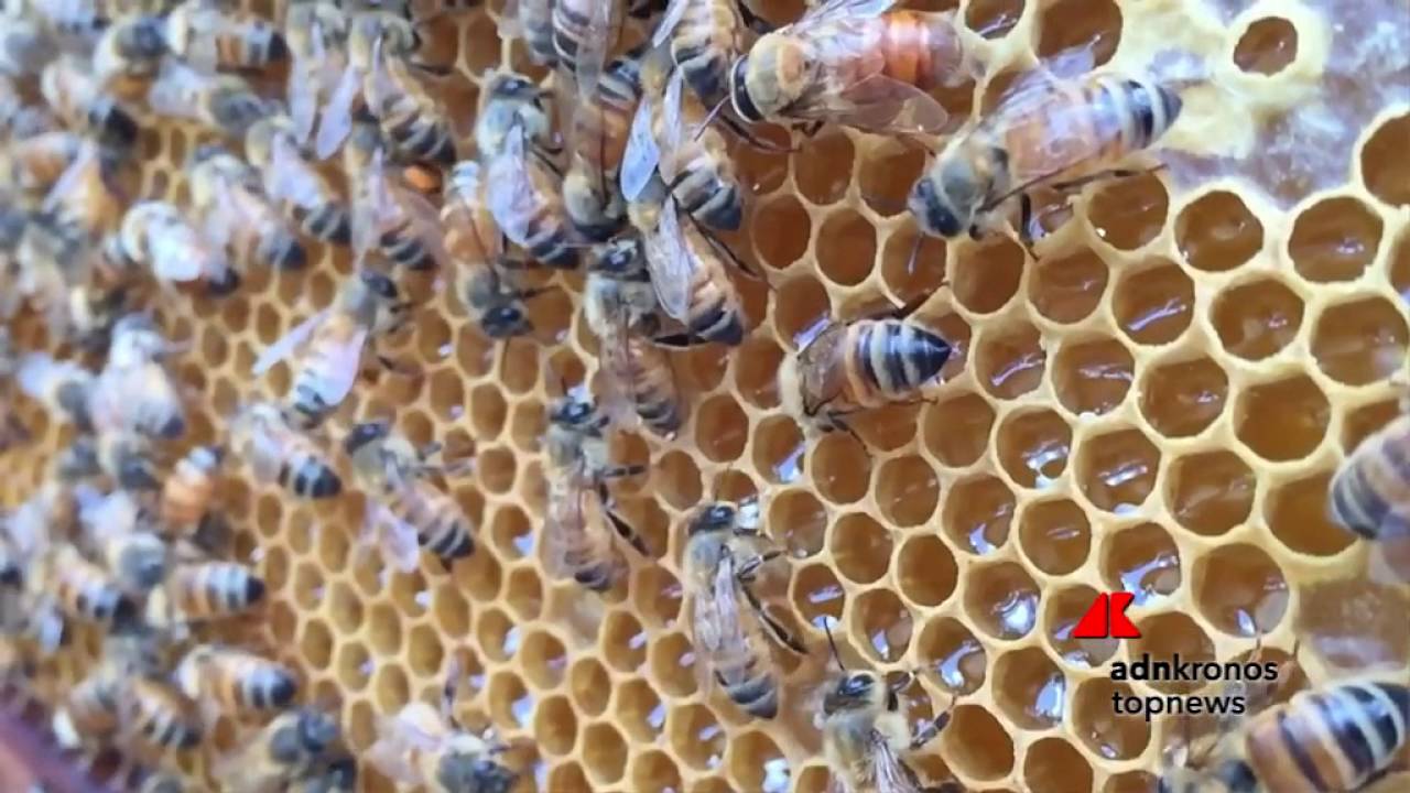 L'arnia rivoluzionaria, produce miele senza danneggiare le api ...
