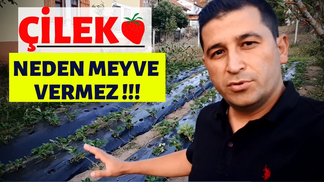 ÇİLEK NEDEN MEYVE VERMEZ | BAKIMI VE BUDAMA