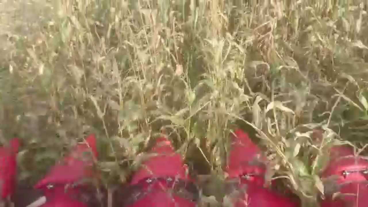 AGROWILL GROUP S.GOCEIKIO VANDENIU NUPURK&Scaron;TŲ NUO NU&Scaron;ALIMO KUKURUZŲ KŪLIMAS