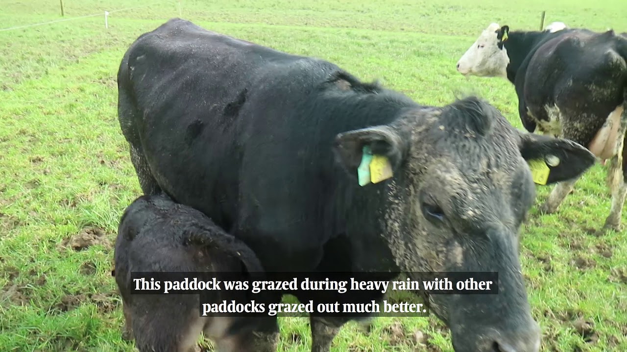 Grazing challenges in Newford Farm - update 26 March 2018