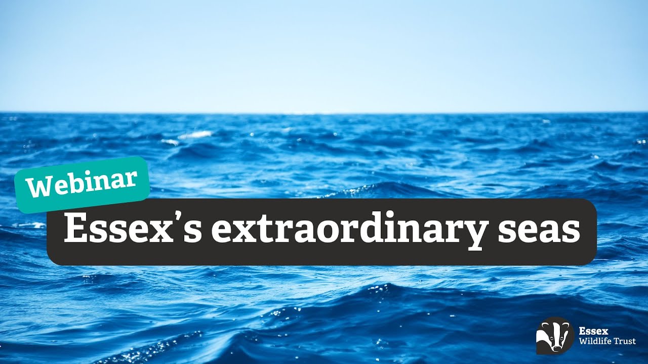 Essex's extraordinary seas - webinar - Essex Wildlife Trust