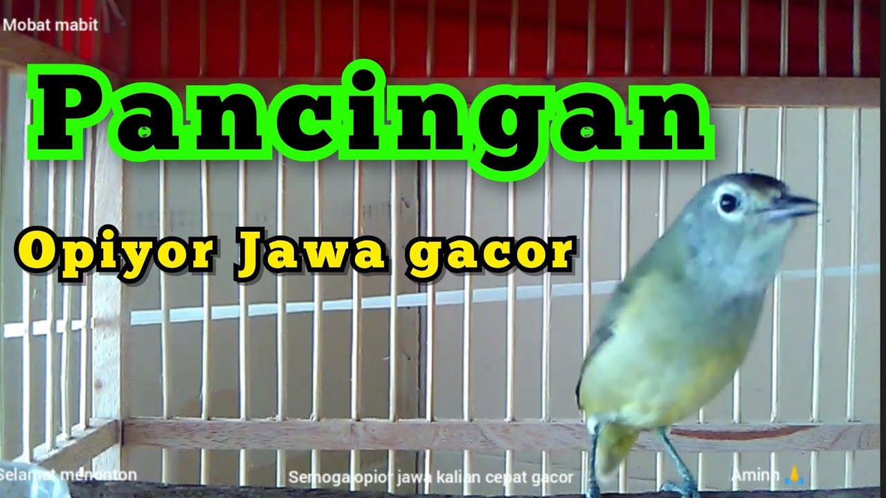 burung opior jawa atau cak gentong ngriwik... pas buat masteran atau buat belajar bunyi opior jawa