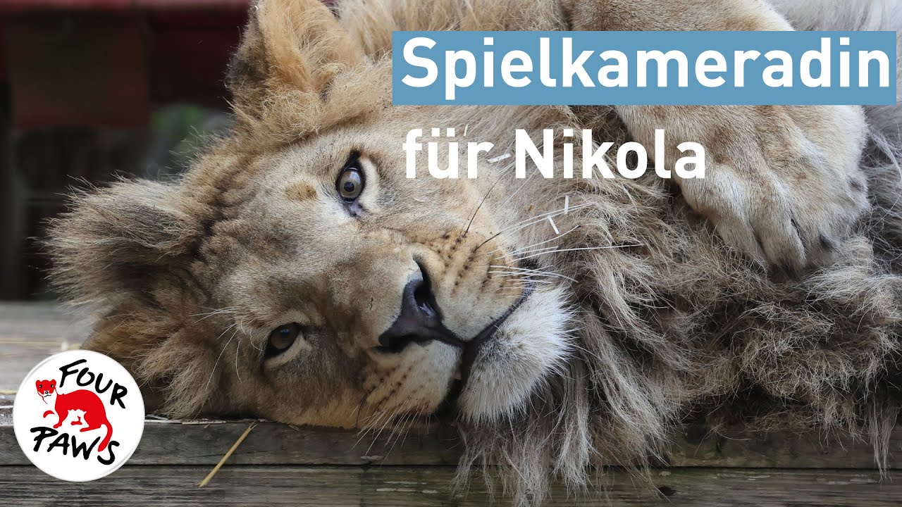Eine Spielkameradin für Nikola | VIER PFOTEN