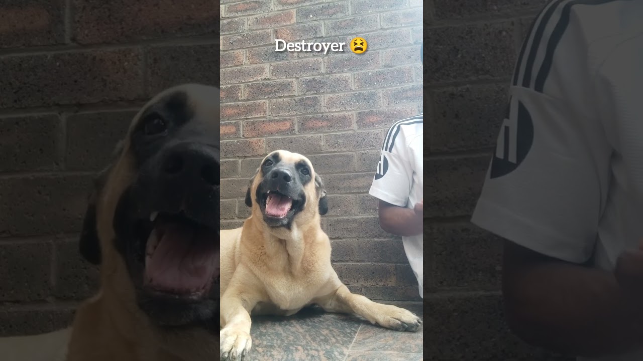 that annoying destroyer 😫 #funny #tundeednut