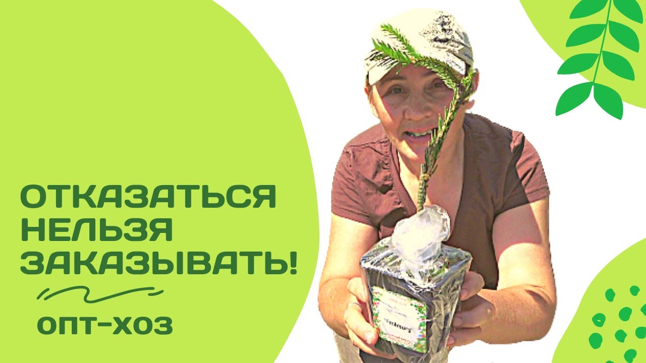 Хвойная маньячка. Большая распаковка саженцев из Опт-хоз. Часть 2