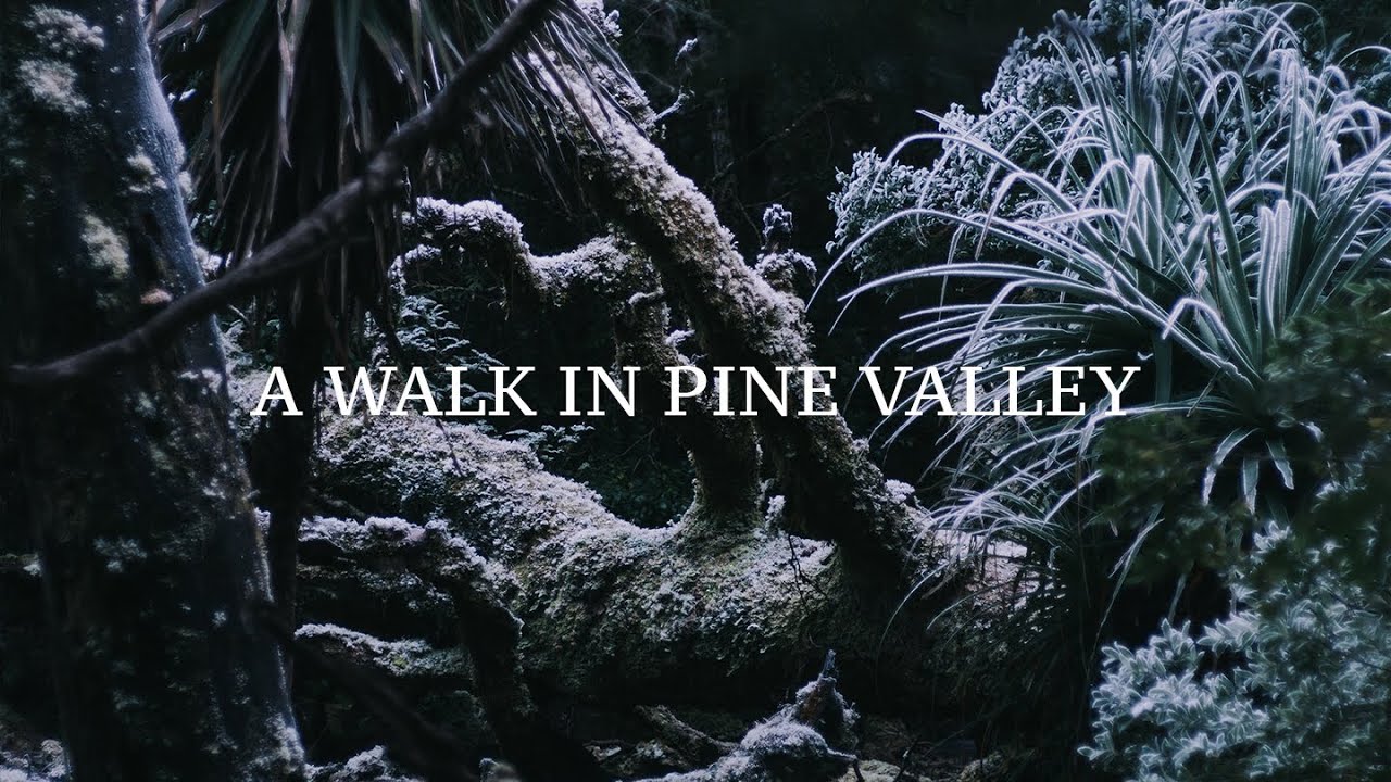 A Walk in Pine Valley