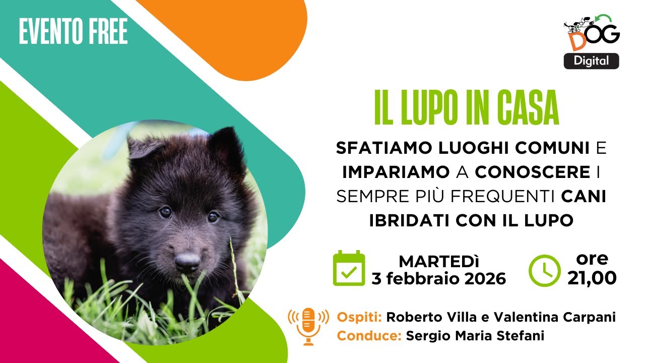 Il lupo in casa: sfatiamo i luoghi comuni sui cani ibridati con il lupo