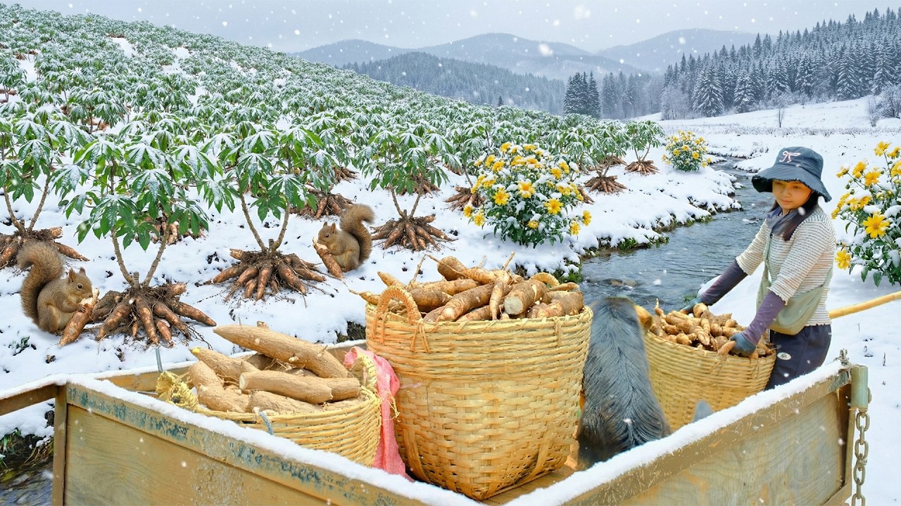 Harvest A Cart Of Cassava To Sell At The Market – Make Cassava Cake, Plant Cassava By Stem Cuttings