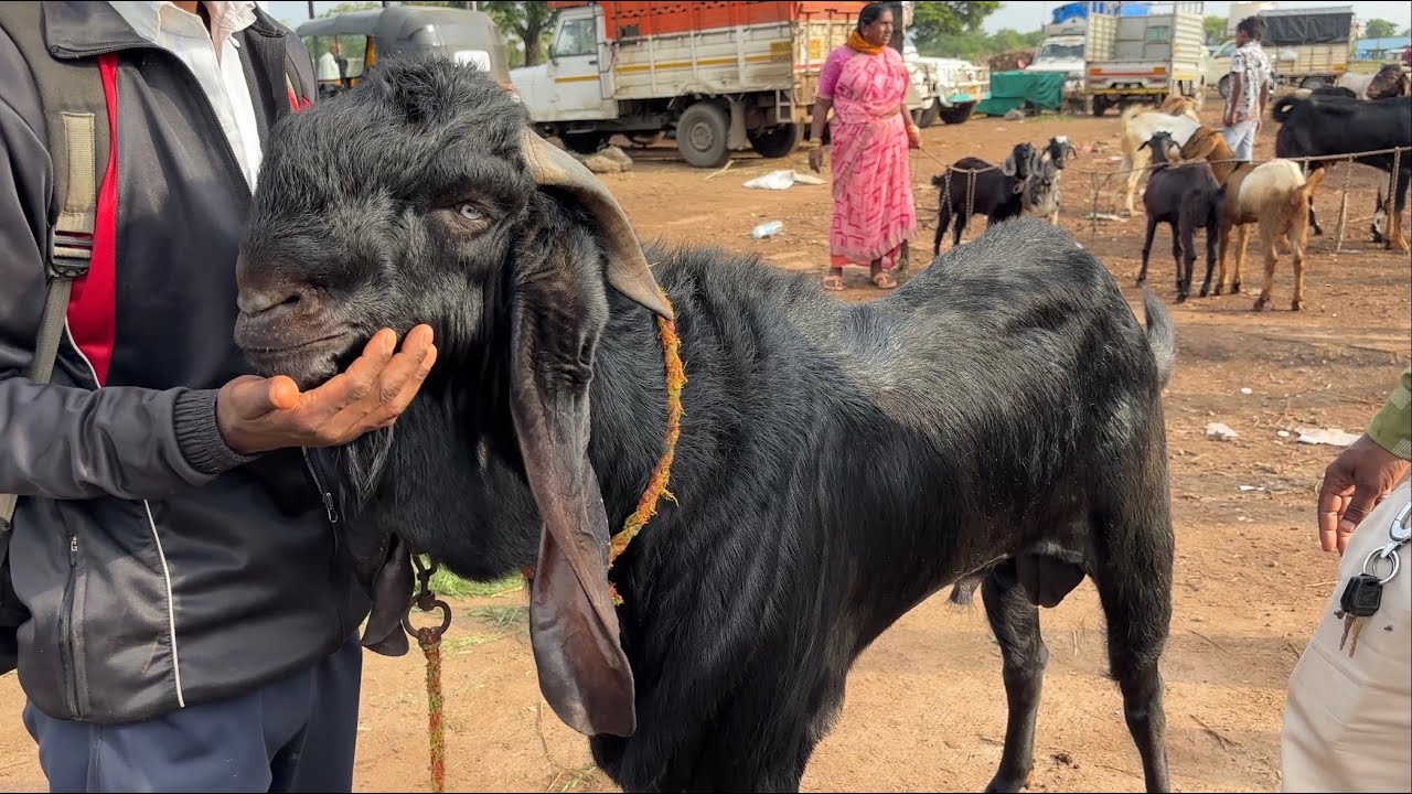 बकरी ईद बाजार-महाराष्ट्रातील सर्वात मोठा शेळ्या मेंढ्याचा चाकण बकरी बाजार अपडेट|06/06/2025(शुक्रवार)