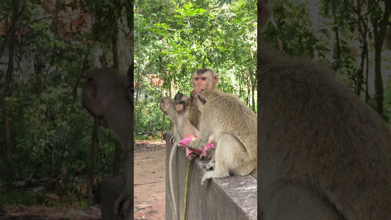Poor group monkey waiting foods on Pchum BeN Day ! #monkey #wildlife #animals #asia #siemreap#nature